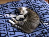 IMGP1062.JPG