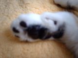 IMG_0081.JPG