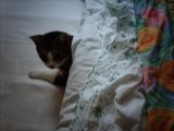 IMG_0090.JPG